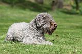LAGOTTO 042